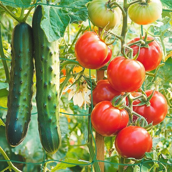 Klimnet voor Planten 1.80 x 1.80 m - Ondersteuning voor Klimplanten zoals Komkommers, Erwten en Tomaten - Groene Tuinnet met 10 cm Maaswijdte van Merkloos